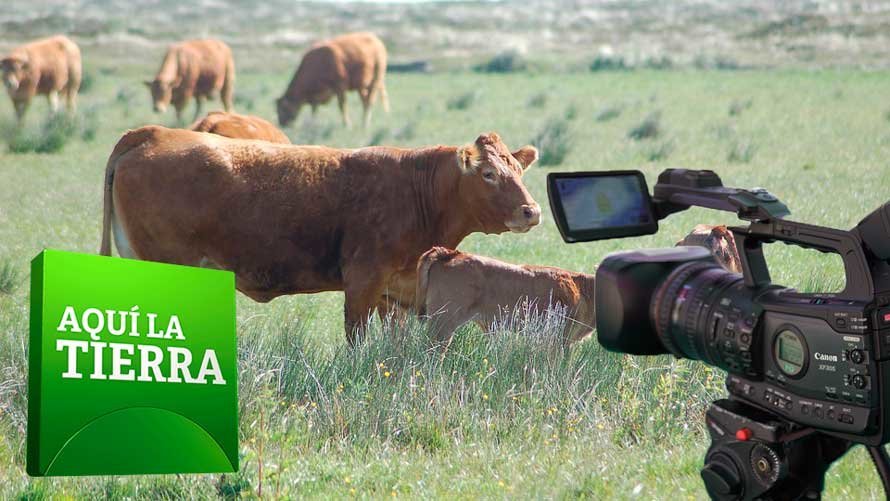 Vacas pastando en un prado en una imagen de archivo. MONTAJE