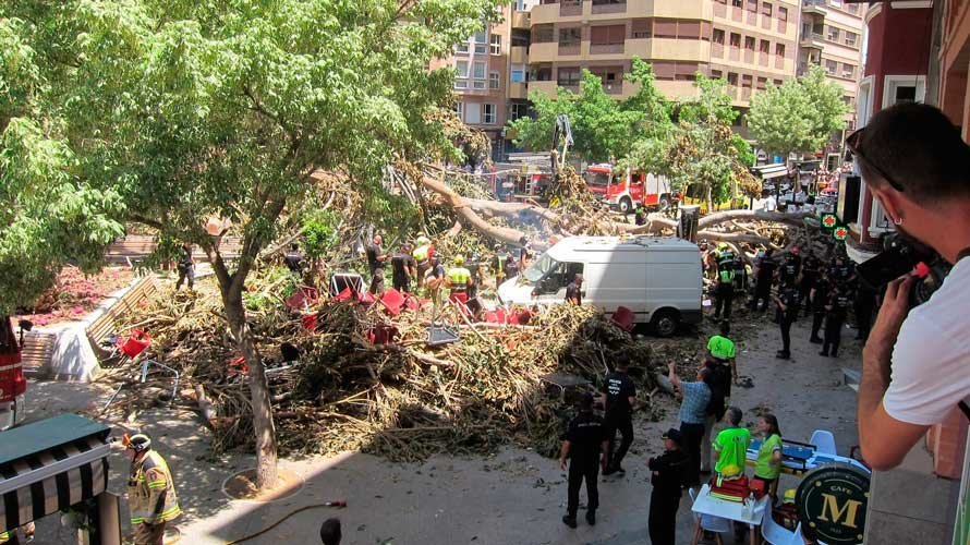 Ficus desplomado de la Plaza de Santo Domingo de Murcia. EP