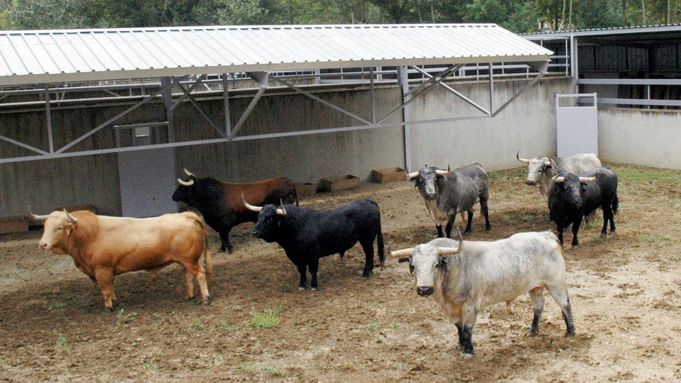 Los toros de Cebada Gago para el encierro del 7 de julio ya descansan en los corrales del Gas de Pamplona.