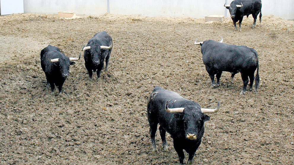 Los toros del Puerto de San Lorenzo para el tercer encierro de San Fermín en los corrales del Gas de Pamplona. CASA DE MISERICORDIA