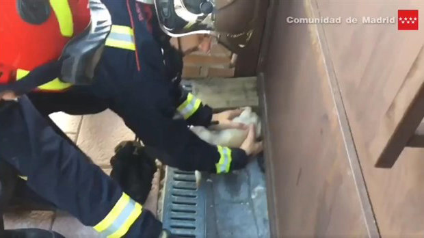 Los bomberos rescatan a un chihuahua