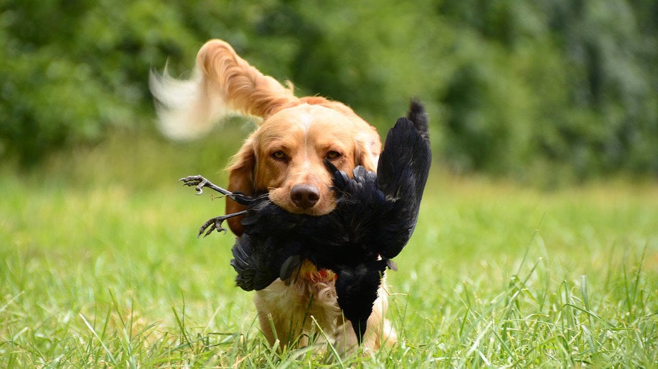 Un perro cazando en una imagen de archivo