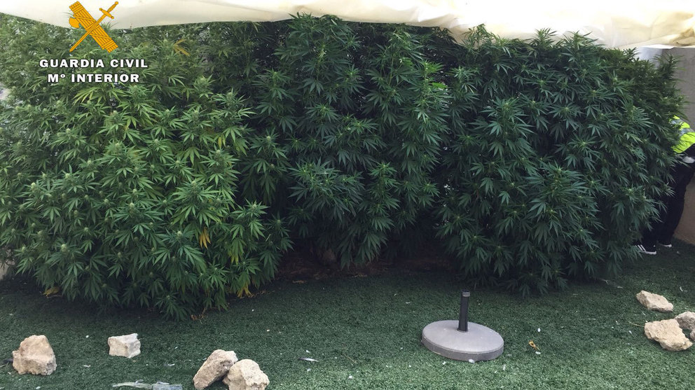 El jardín de una vivienda de Peralta en el que la Guardia Civil ha decomisado 40 kilos de plantas de marihuana GUARDIA CIVIL