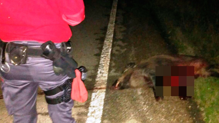 Uno de los animales atropellados yace en el arcen de una carretera en Navarra. POLICÍA FORAL