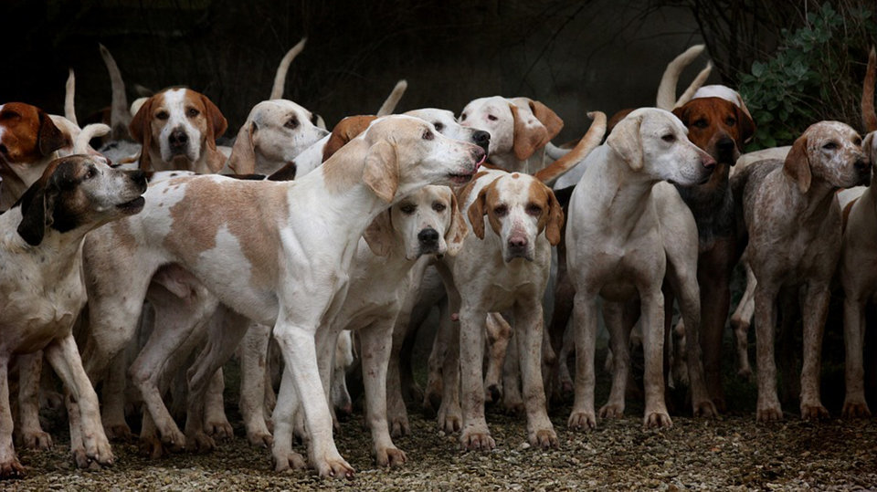 Imagen de una manada de perros