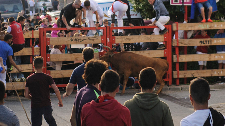 Una vaca embiste el vallado durante las fiestas de Zizur mayor. MIGUEL OSÉS_3