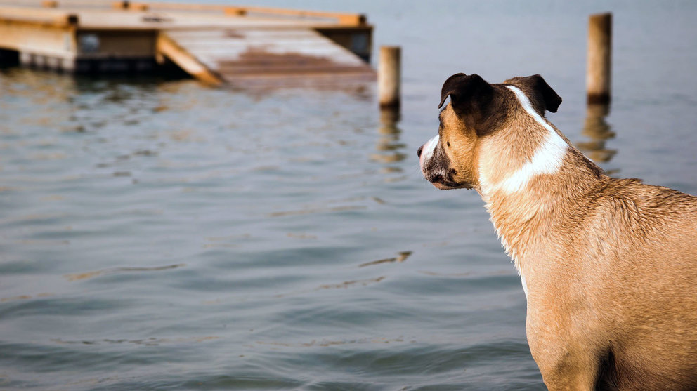 Un perro observa el mar desde la orilla
