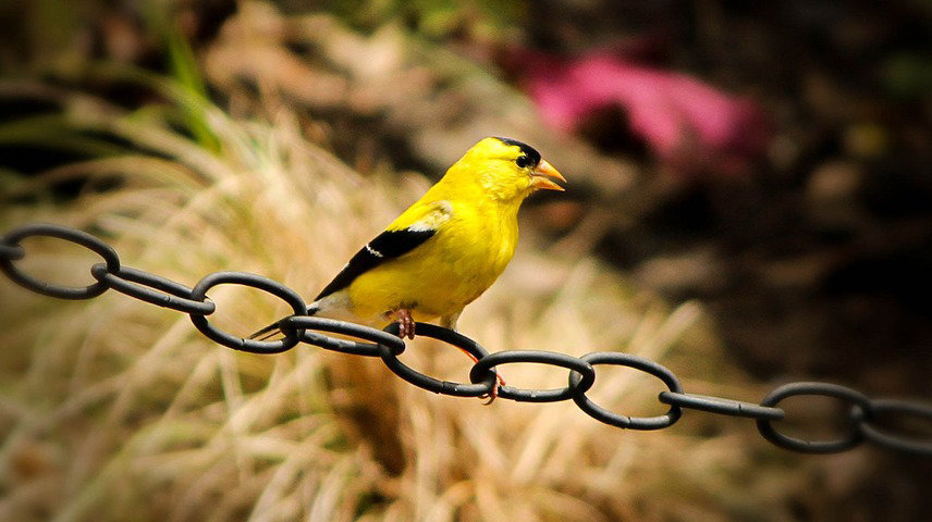 Un pájaro se posa sobre unas cadenas
