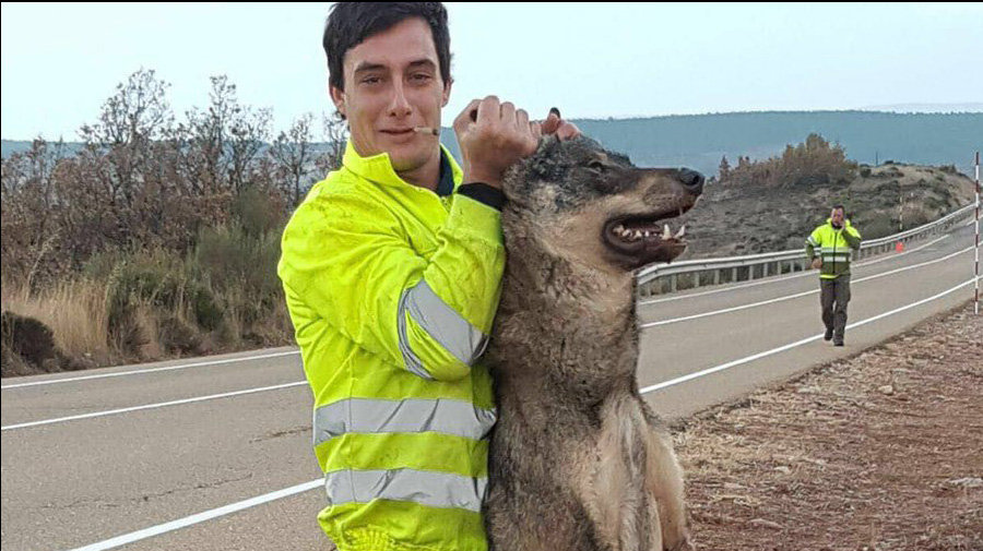 Un trabajador de Tragsa posando con el cadáver de un lobo como si fuera un trofeo ASCEL LOBO