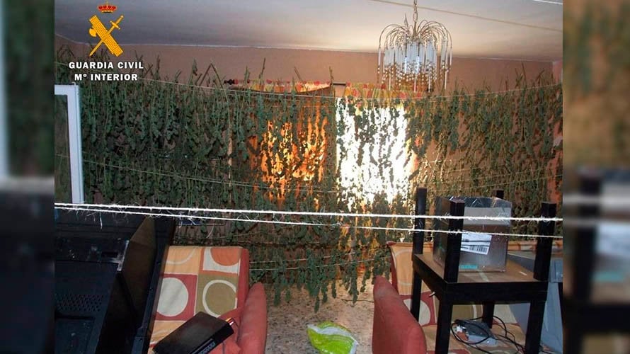 Imagen de las 'cortinas' con las que se secaba la marihuana