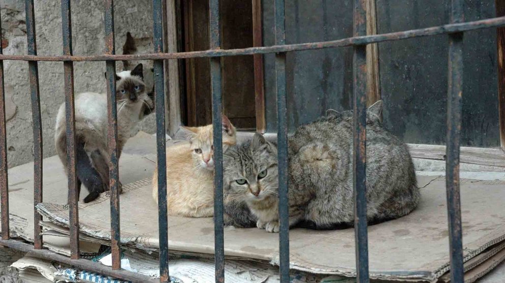 Una imagen de tres gatos ARCHIVO