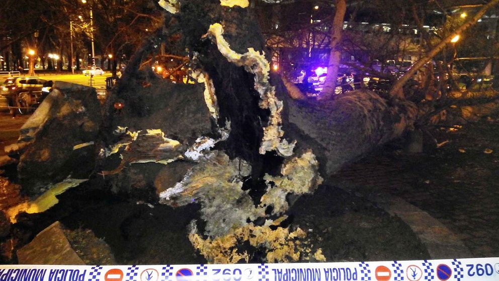Un árbol de grandes dimensiones se ha desplomado en la vuelta del Castillo de Pamplona y ha causado dos heridos. PATXI CERVANTES (5)