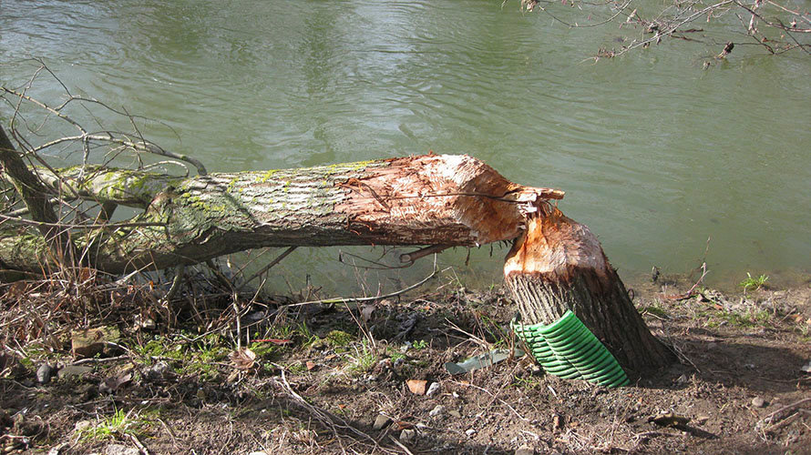Uno de los árboles afectados por los castores en Pamplona