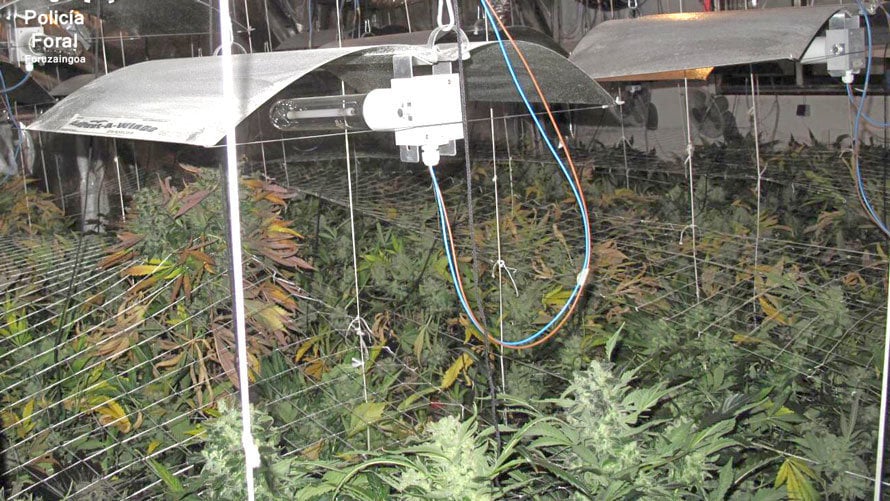 Espacio dedicado al cultivo de cannabis en un domicilio de Berbinzana. POLICÍA FORAL