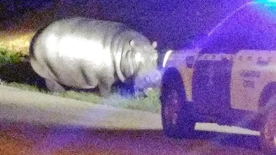 Imagen del hipopotamo escapado en Badajoz. GUARDIA CIVIL