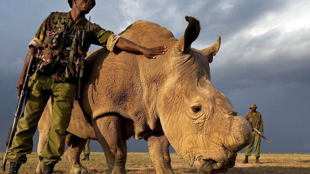 Un rinoceronte en Sudán