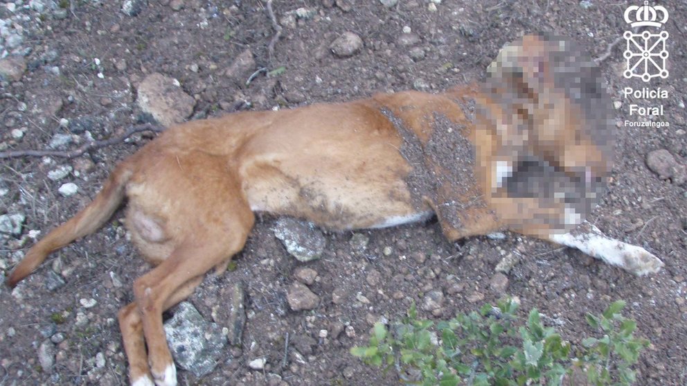 Imagen del perro sacrificado con un disparo por parte de un vecino de Olite al que investigan por maltrato animal. POLICÍA FORAL