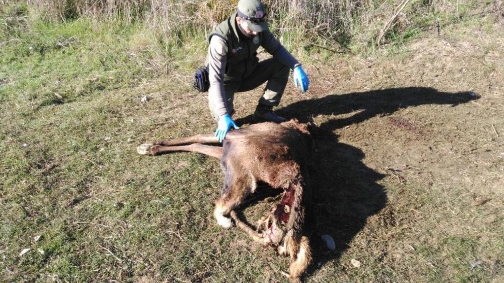 El ciervo abatido ilegalmente por dos furtivos en Esteribar. GOBIERNO FORAL