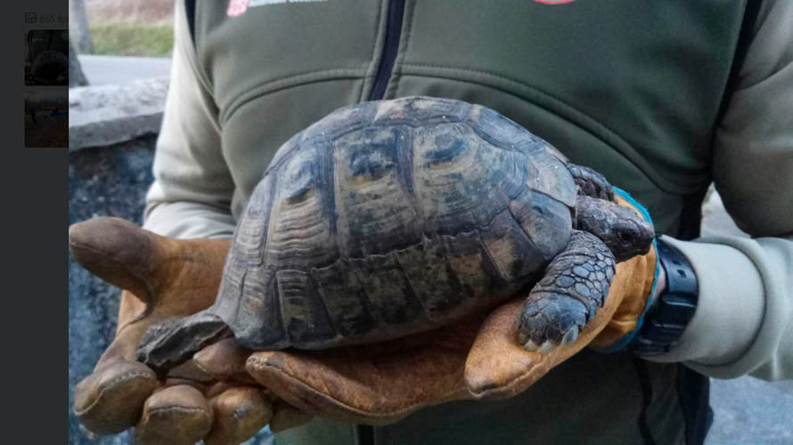 El ejemplar de tortuga mora hallado en Pamplona