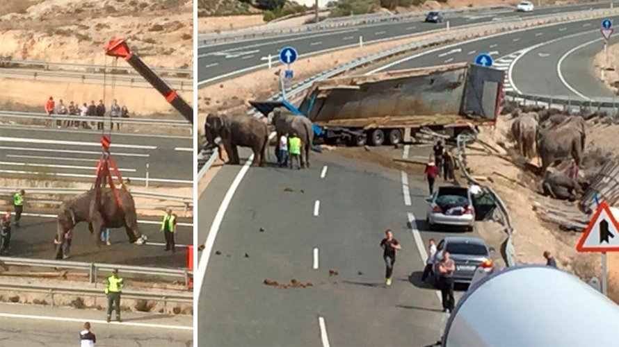 Imagen del accidente de un camión que transportaba elefantes en la A30, en Albacete Fotos TWITTER AYUNTAMIENTO POZO CAÑADA 4