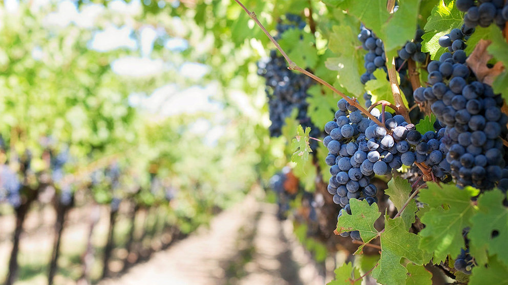 Racimos de uva listos para ser vendimiados en uno de los muchos campos de Navarra