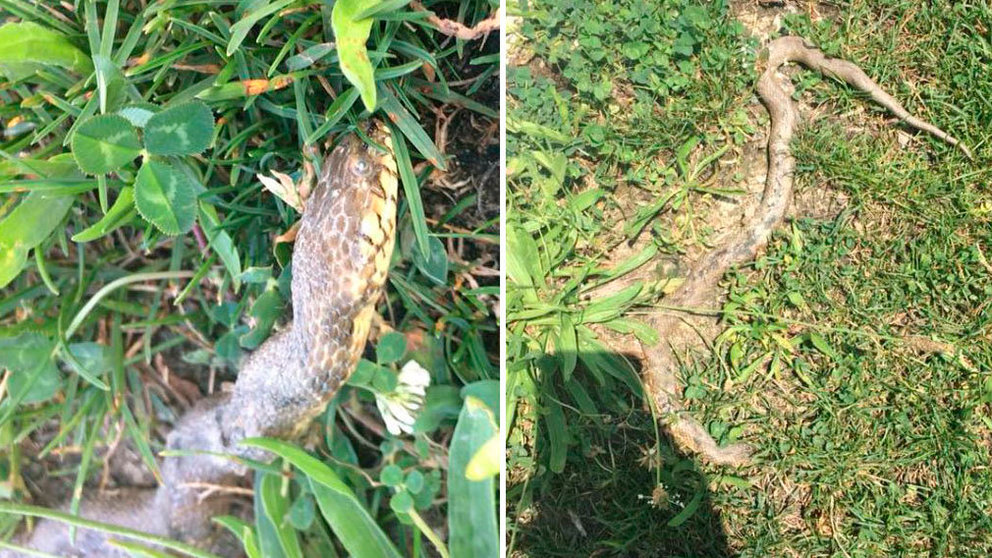 Imagen de la serpiente encontrada por un vecino cuando paseaba con su perro en el parque del Orfeón Pamplonés, en la zona de Milagrosa Sur. FACEBOOK