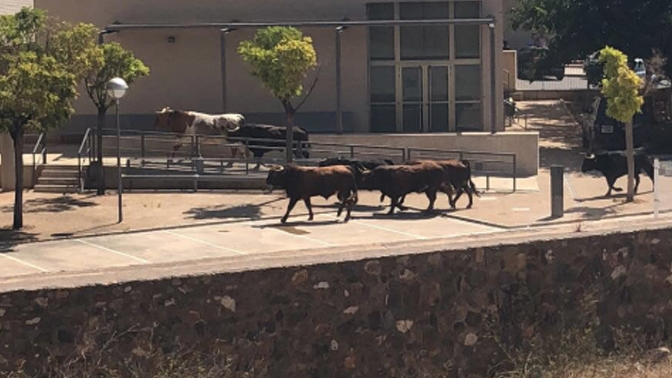 Los toros fugados en el encierro de La Vall d’Uixó TWITTER 