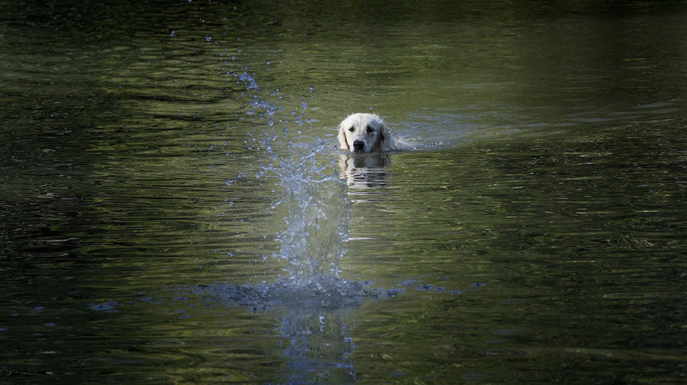 Un perro nada en el río Arga a su paso por Pamplona en un día marcado por el tiempo soleado y el calor veraniego. EFE/Villar López