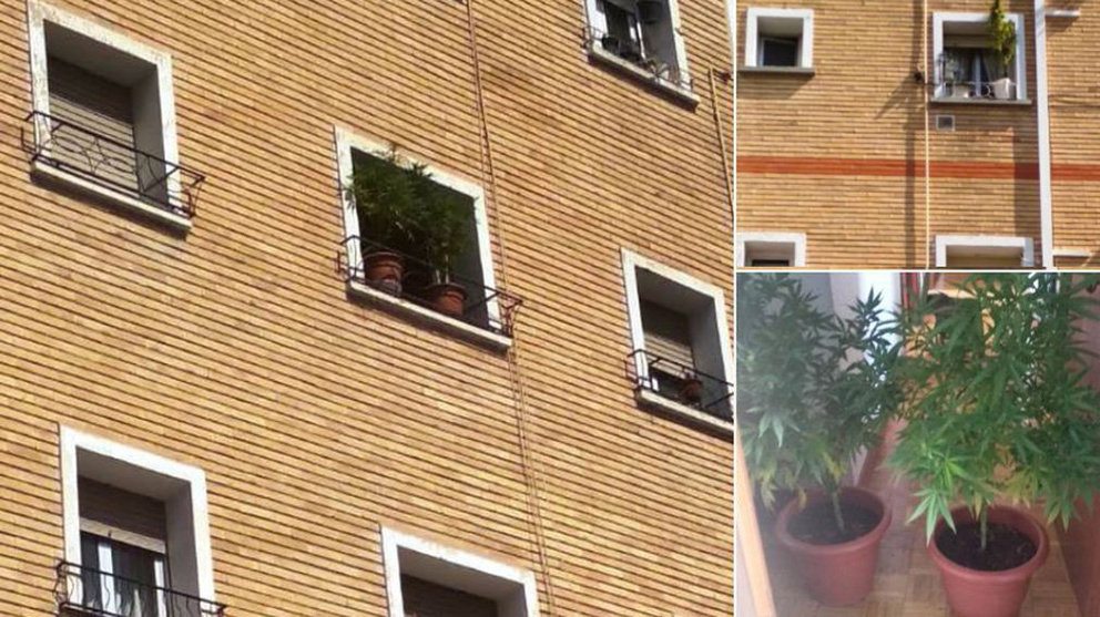 Imagen de las plantas de marihuana decomisadas por la Policía Foral en un piso de Pamplona POLICÍA FORAL