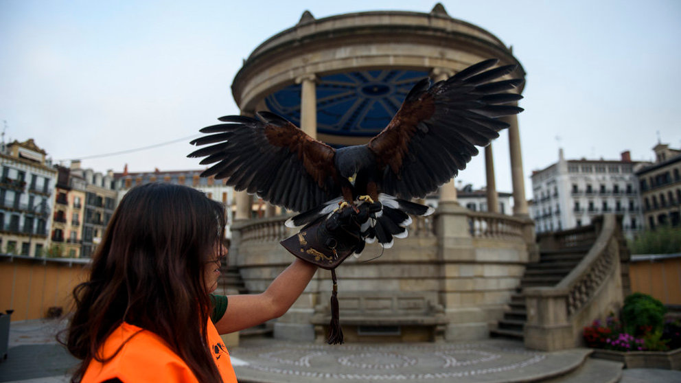 El Ayuntamiento de Pamplona realiza una experiencia piloto de control de palomas en la Plaza del Castillo utilizando dos águilas y dos halcones. MIGUEL OSÉS_12