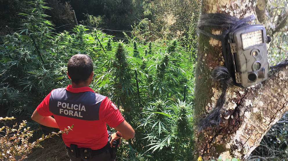 La Policía Foral ha retirado 26 plantas de marihuana en tres plantaciones localizadas en Iturgoyen, en las que se había instalado incluso una cámara de videovigilancia camuflada POLICÍA FORAL