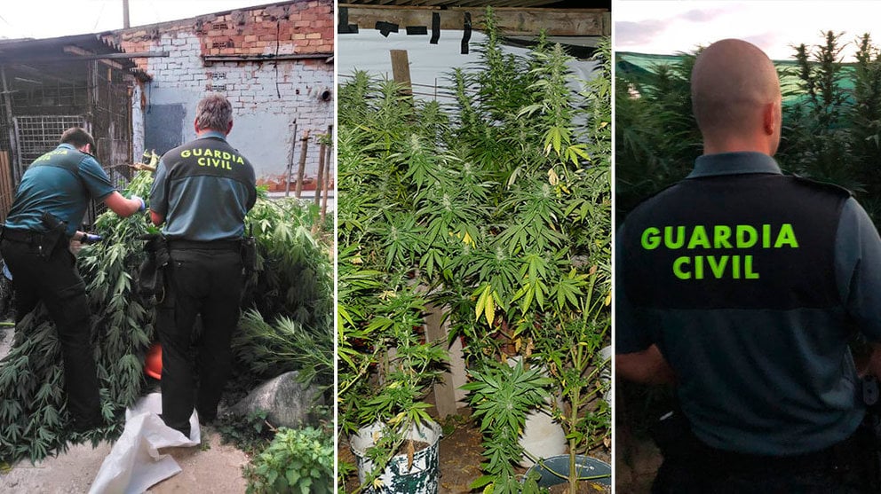 La Guardia Civil ha desmantelado una plantación de marihuanas en Mendavia GUARDIA CIVIL