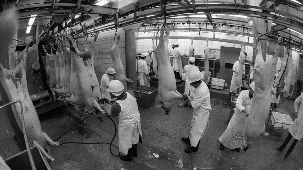 Imagen de una cámara de seguridad mostrando varios trabajadores de un matadero animal que manipulan varios cerdos ya sacrificados ARCHIVO