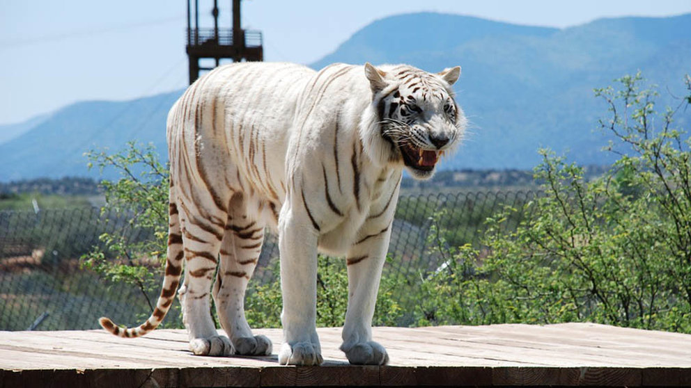 Un tigre blanco enseñando los dientes