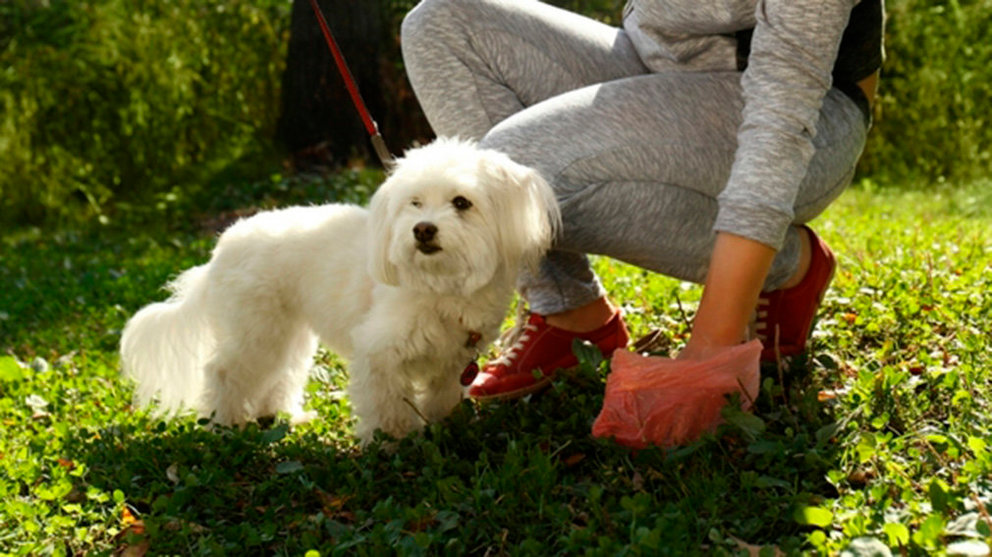 La dueña de un perro recoge con una bolsa de plástico un excremento de su mascota en un parque ARCHIVO