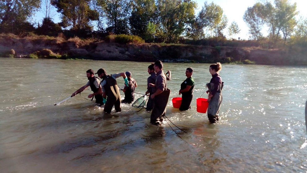 El personal de Guarderío Forestal pone a salvo los peces del río Aragón a su paso por Milagro ante el comienzo de los trabajos para retirar las gravas del cauce GUARDERÍO FORESTAL