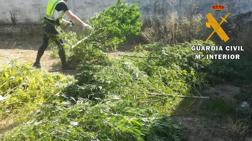 Imagen de la marihuana incautada por parte de la Guardia Civil en Caparroso GUARDIA CIVIL