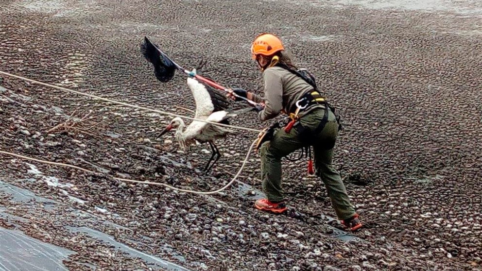 Personal de guardería forestal libera a una cigüeña blanca atrapada en Navarra. CEDIDA