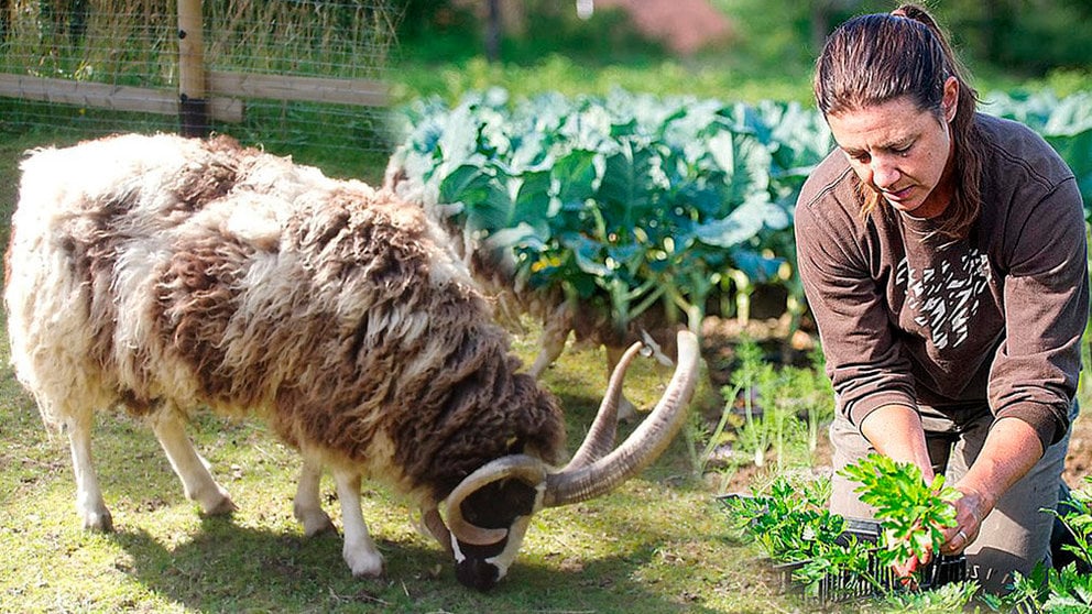 Imagen de una oveja pastando junto a otra fotografía de una agricultora durante la recolección de verdura FOTOMONTAJE