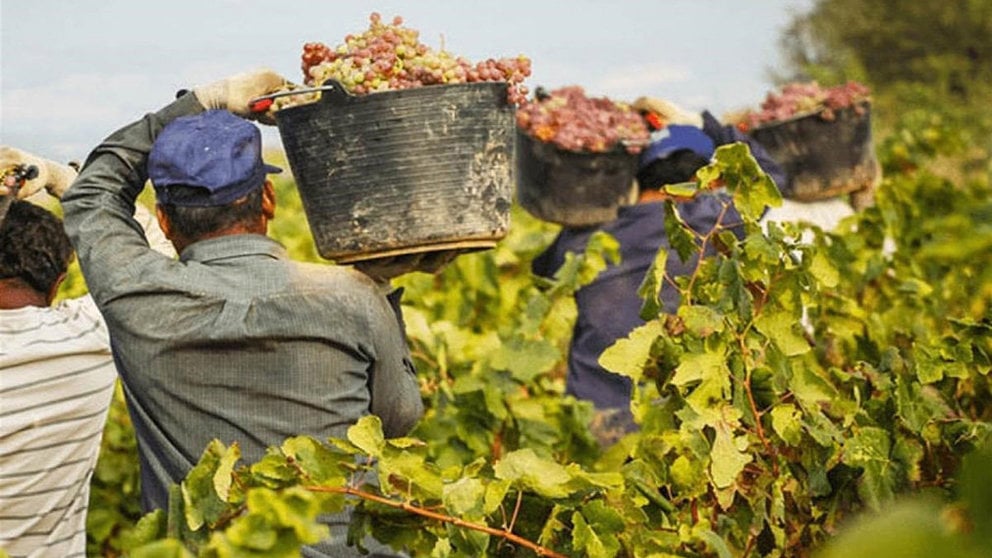 Imagen de varios agricultores trabajando en la recolección de uvas durante la vendimia ARCHIVO