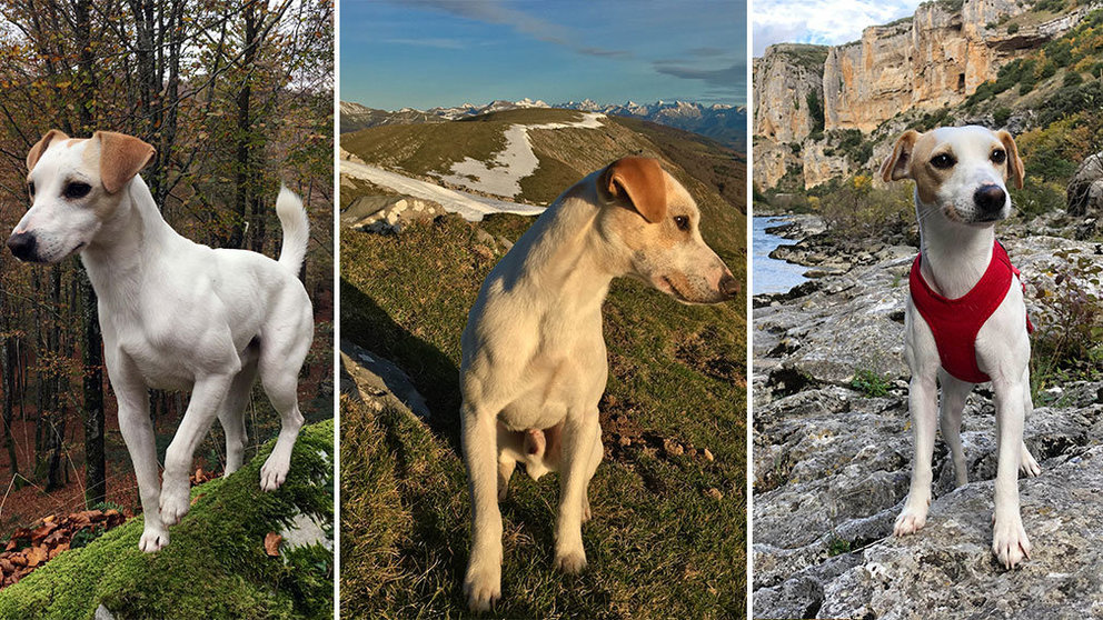 Pipper, el perro influencer que recorre España llega a la Comunidad foral para mostrar los lugares dog friendly CEDIDAS