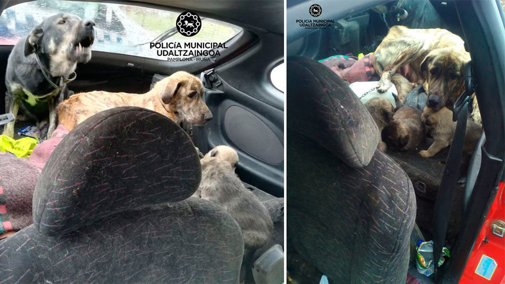 Los perros que han sido hallados en estado de malnutrición en el interior de un coche. POLICÍA MUNICIPAL DE PAMPLONA