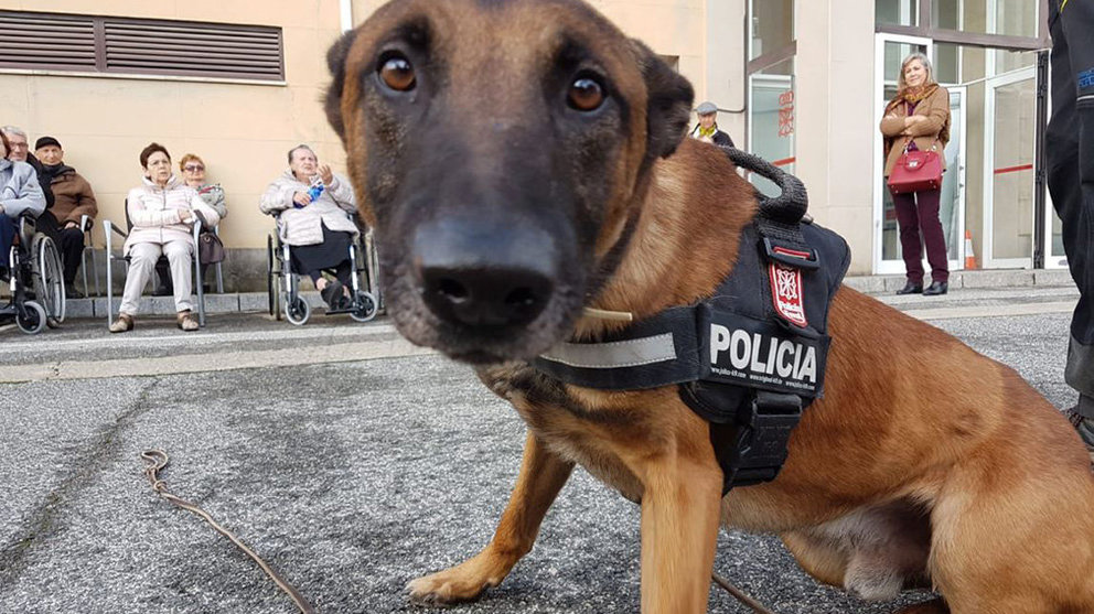 El perro Ron, el agente canino de la Policía Foral especializado en búsqueda de personas, durante un simulacro ante personas mayores. POLICÍA FORAL