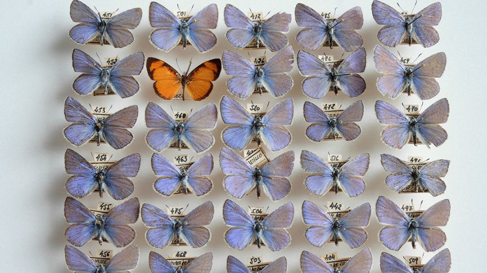 Una caja entomológica de la colección del Museo de Ciencias UNIVERSIDAD DE NAVARRA