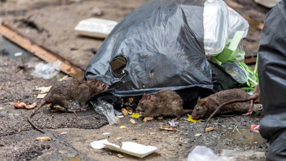 Imagen de varios ratones junto a una bolsa de basura depositada fuera del contenedor de reciclaje. ARCHIVO