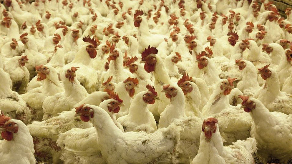 Imagen de varios pollos en una granja avícola ARCHIVO