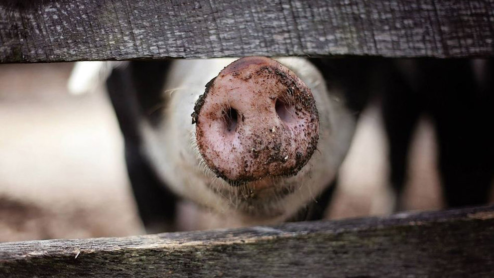 Imagen de archivo de un cerdo en una granja ARCHIVO