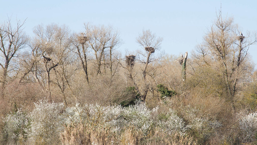 Imagen de varios nidos de cigueñas pequeñas en Navarra. GURELUR