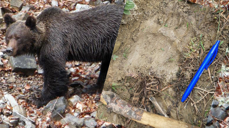 Huella de la osa Claverina tras su ataque a un rebaño en Baztán sobre una imagen de un oso pardo similar.