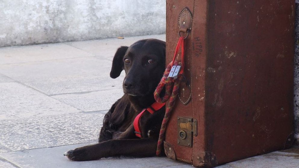 Un perro descansa junto a una maleta ARCHIVO